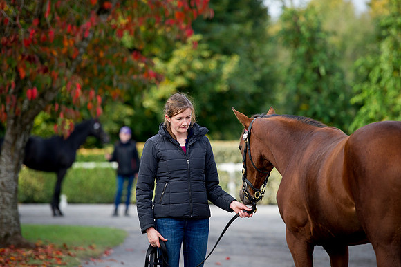 Goffs Orby14 CF1 478
