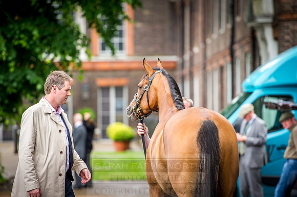 Goffs London Sale 2016-57