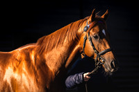 Goffs UK Breeze Up 2022-13