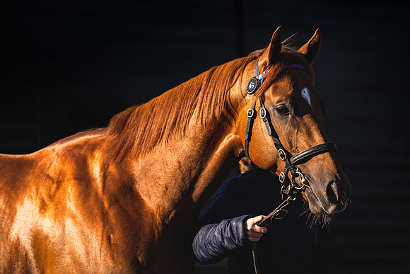 Goffs UK Breeze Up 2022-13