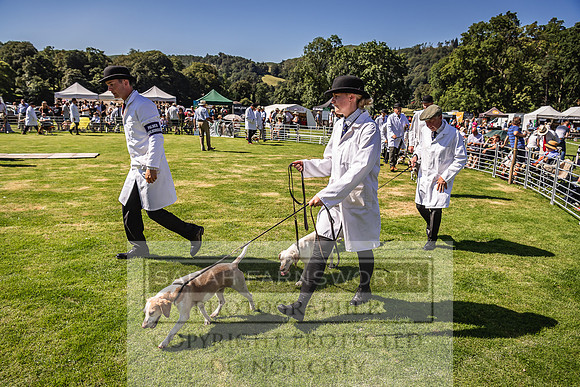 Rydal Hound Show 2022-33