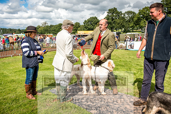 Lowther Hound Show 2017-103