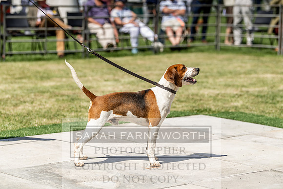 Builth Hound Show 2019-110