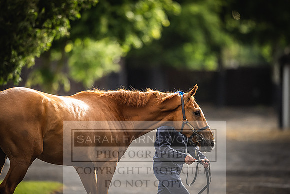 Goffs Land Rover Sale 2022-505