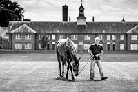Goffs London Sale 2019-1