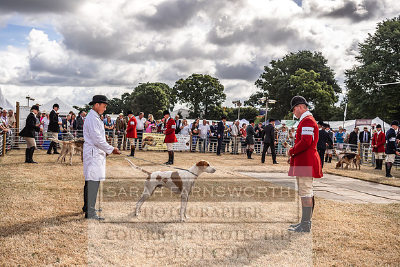 Honiton Hound Show 2022-18