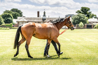 Goffs London Sale 2019-20