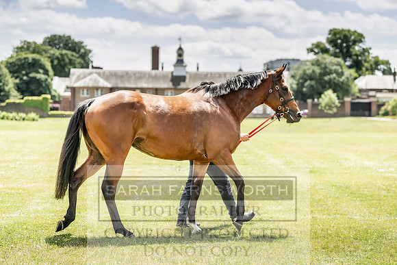 Goffs London Sale 2019-20