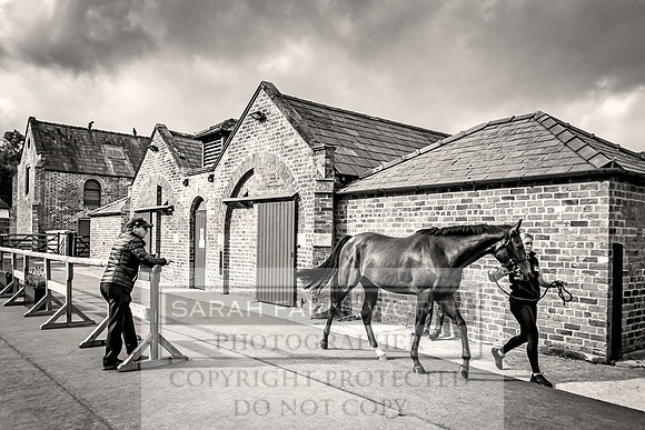 Goffs Yorton Sale 2022-30