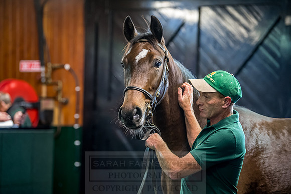 Goffs Orby 2018 Day 2-157