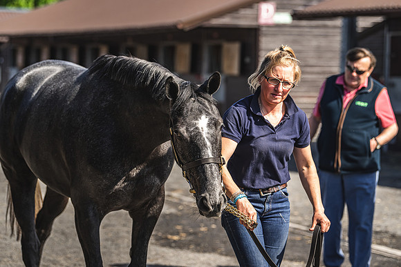 Goffs UK Spring Sale 22 Day 2-8