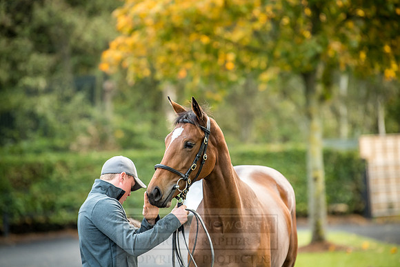 Goffs Orby 2018 Day 2-8