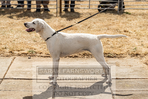 Honiton Hound Show 2022-123