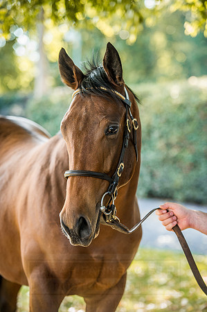 Goffs Orby 2015 -622