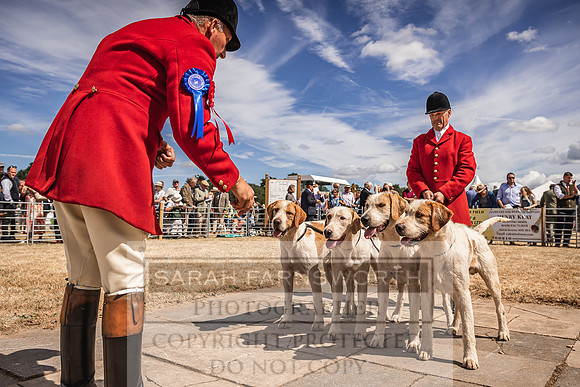 Honiton Hound Show 2022-114