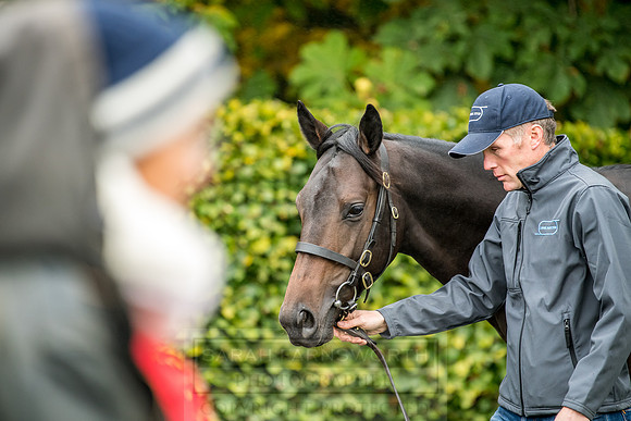 Goffs Orby 2018 Day 2-65