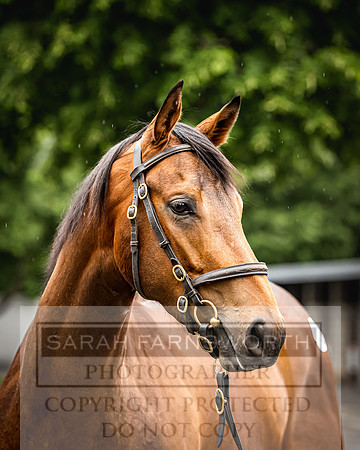 Goffs Land Rover Sale 2022-474