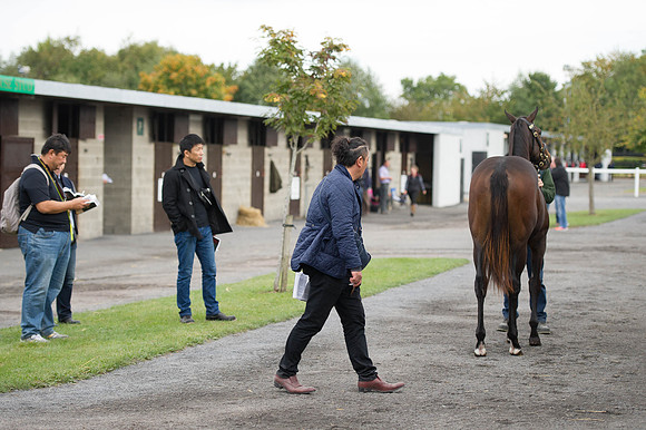 Goffs Orby14 CF5 009