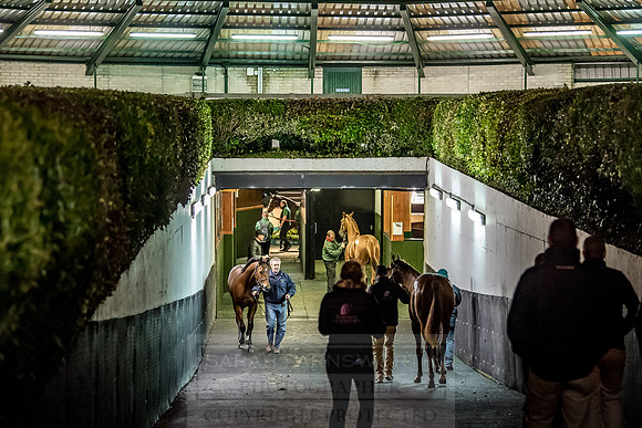 Goffs Orby 2018 Day 1-428