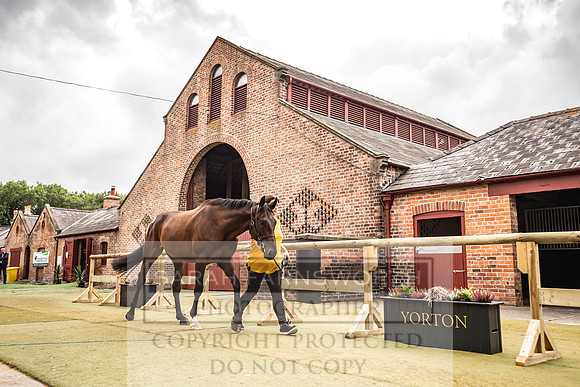 Goffs Yorton Sale 2022-153