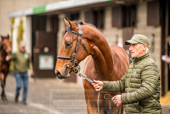 Goffs Orby 2018 Day 1-34
