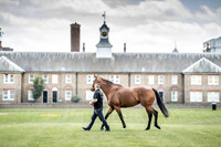 Goffs London Sale 2019-10