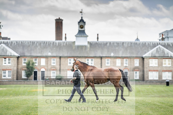 Goffs London Sale 2019-10