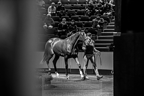 Goffs Orby 2018 Day 1-197
