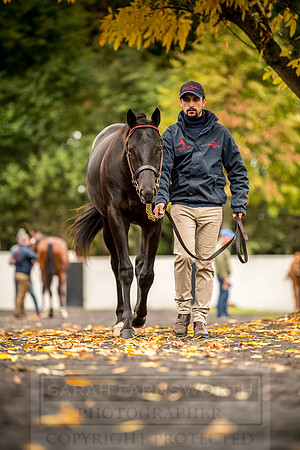 Goffs Orby 2018 Day 1-127