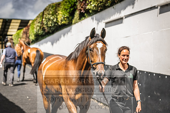 Goffs Land Rover Sale 2022-652