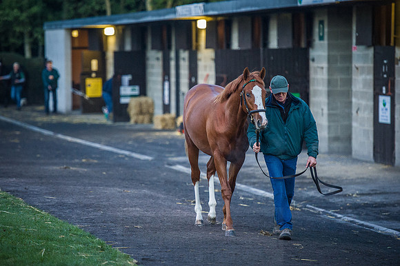 Goffs Orby 2015 -45
