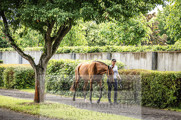 Goffs Land Rover Sale 2022-41
