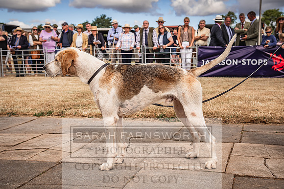 Honiton Hound Show 2022-28