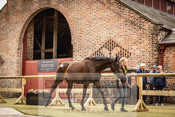 Goffs Yorton Sale 2022-145