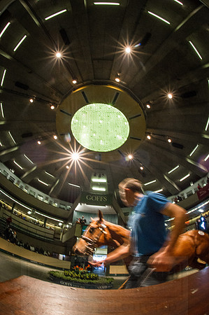 Goffs Orby 2015 -547