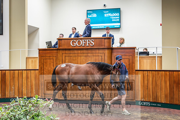Goffs UK PY24-241