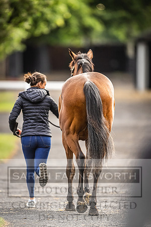 Goffs Land Rover Sale 2022-500