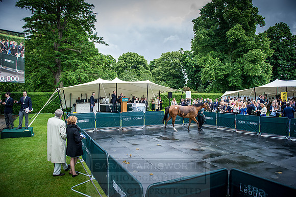 Goffs London Sale 2016-370