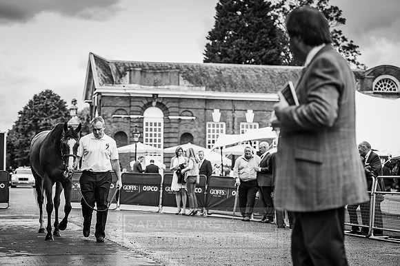 Goffs London Sale 2016-67