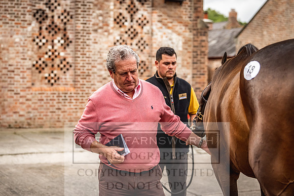 Goffs Yorton Sale 2022-107