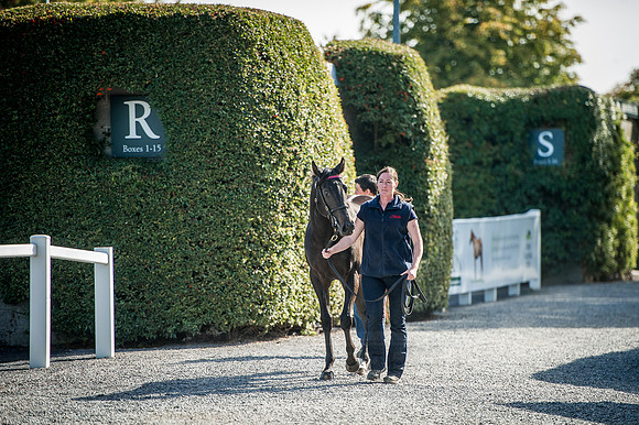 Goffs Orby 2015 -337