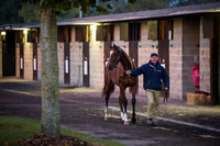Goffs Orby 2015 -17
