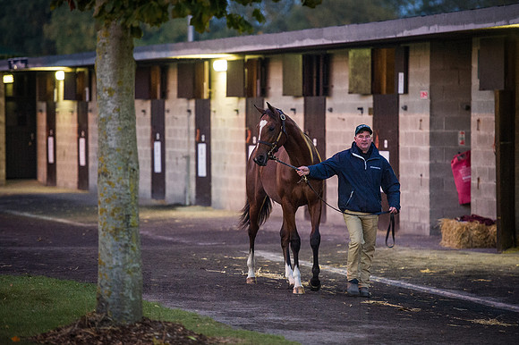 Goffs Orby 2015 -17