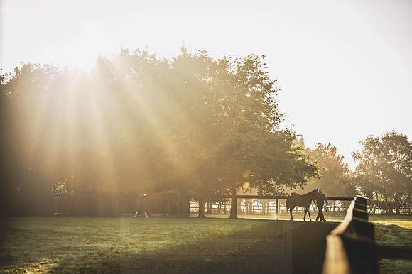 Goffs Orby 2015 -467