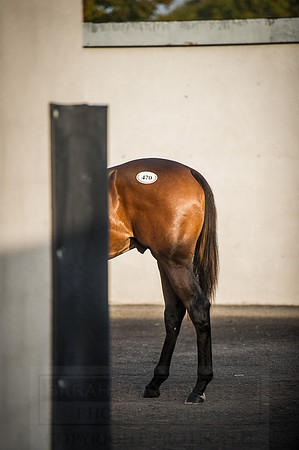 Goffs Orby 2015 -451