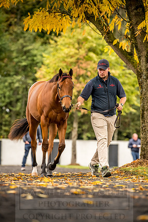 Goffs Orby 2018 Day 1-93