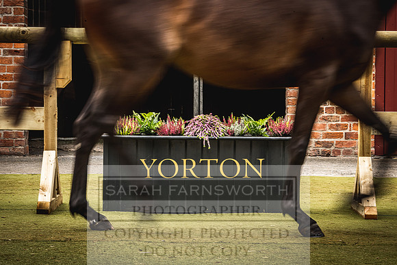 Goffs Yorton Sale 2022-143
