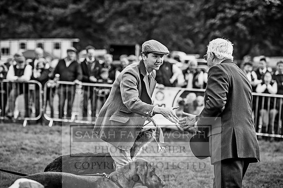 Lowther Hound Show 2017-148