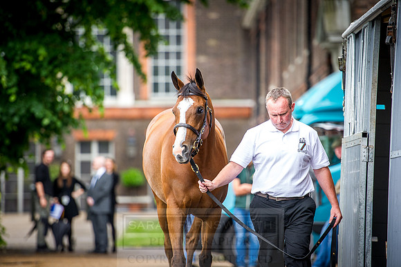 Goffs London Sale 2016-55