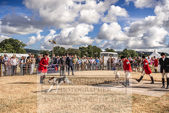 Honiton Hound Show 2022-21